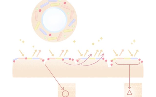イラストレーターmiya／女性イラスト・おしゃれ・スキンケア・肌構造・肌断面
