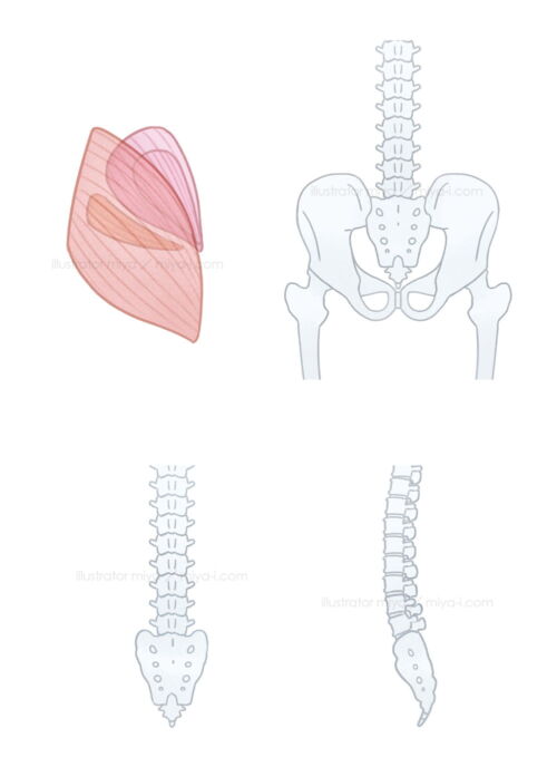 イラスト・おしゃれ・可愛い・健康・図解・骨盤・骨
