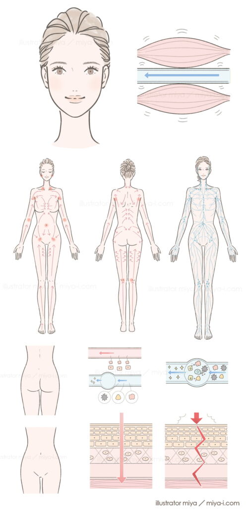 女性イラスト・おしゃれ・美容・リンパ・顔正面・全身・スキンケア