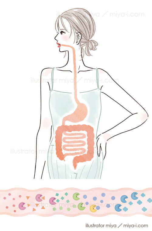 イラストレーターmiya／女性イラスト・おしゃれ・可愛い・腸活