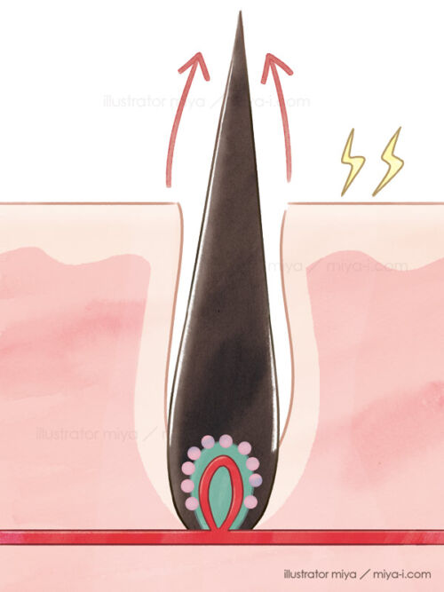 女性イラスト・ヘアケア・育毛・髪・断面図・頭皮・毛根