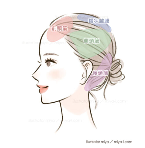 女性・イラスト・おしゃれ・美容・横顔・頭の筋肉・頭皮・側頭筋・ヘアケア・スキンケア